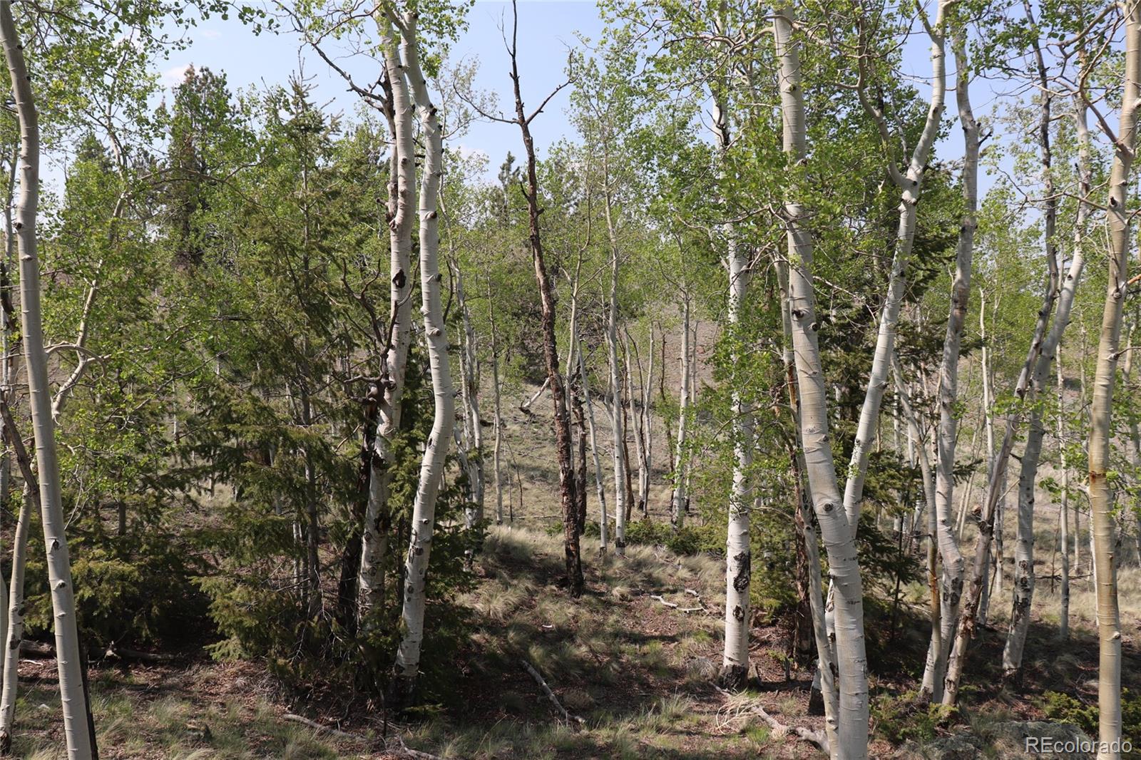 687 Corral Road Hartsel, CO 80449 - Photo 3 of 22