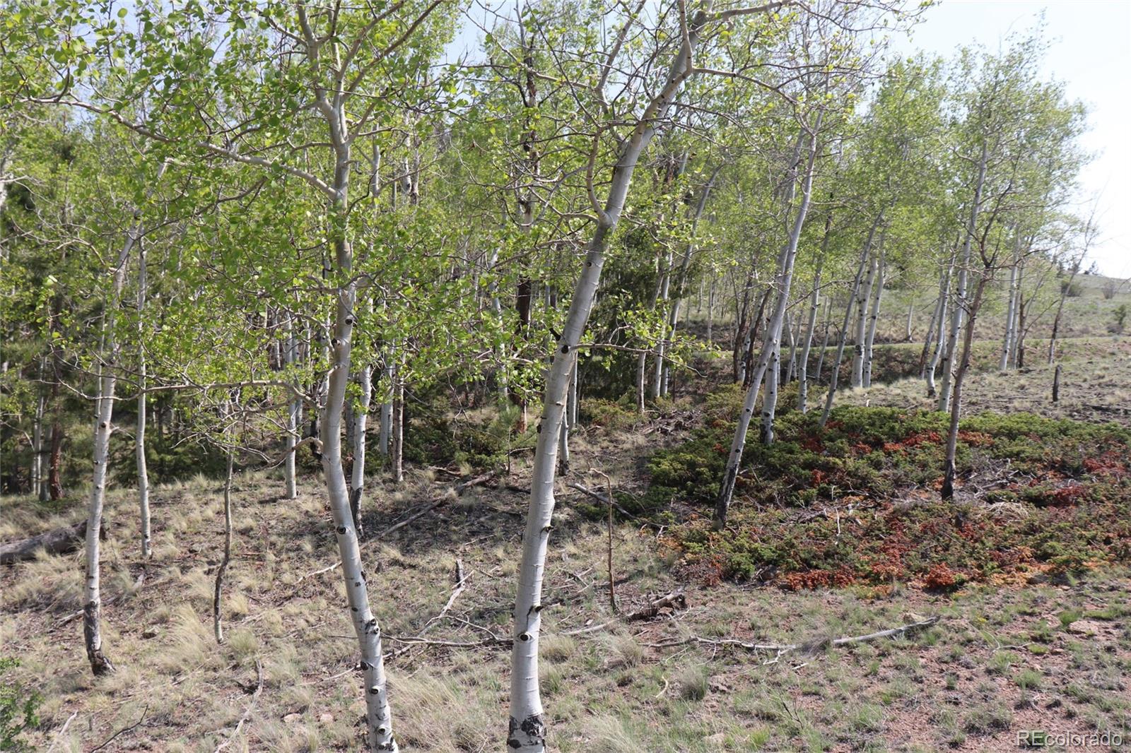 687 Corral Road Hartsel, CO 80449 - Photo 4 of 22 a view of a forest filled with trees