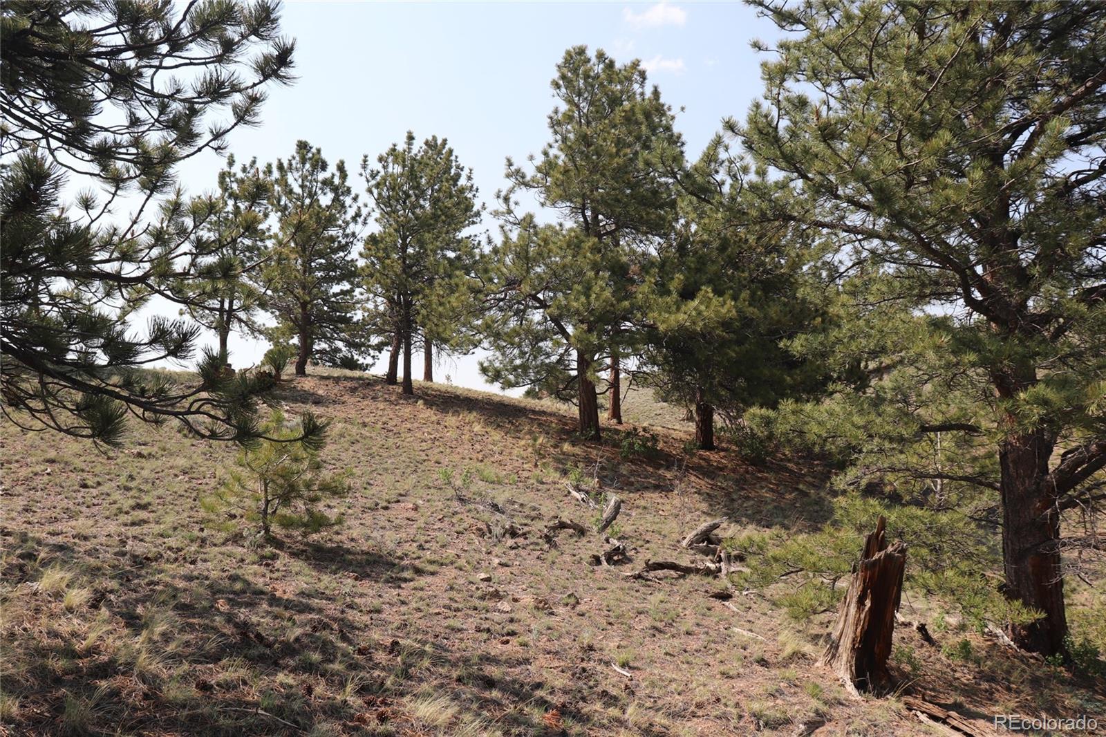 687 Corral Road Hartsel, CO 80449 - Photo 5 of 22 a view of trees