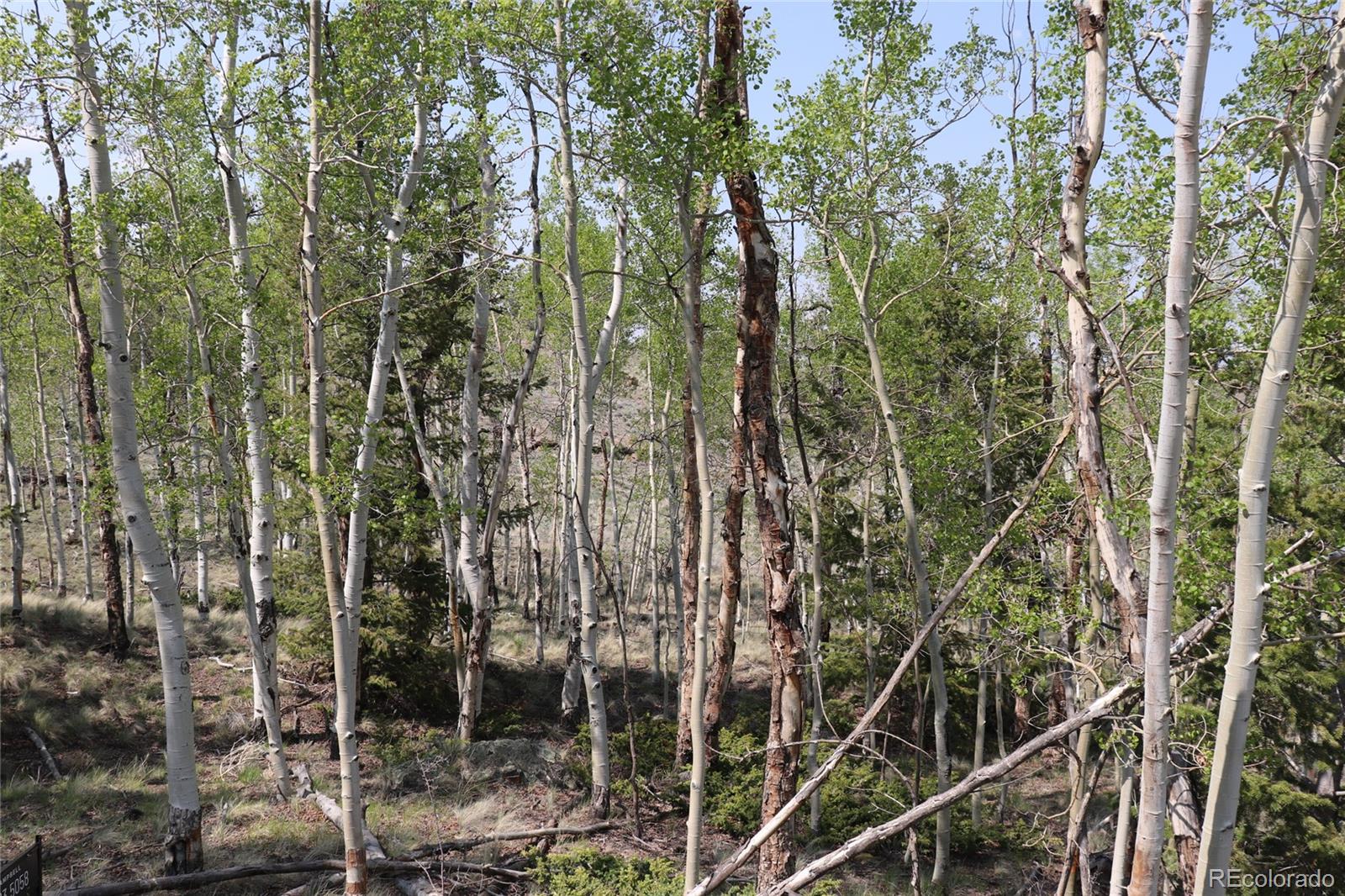 687 Corral Road Hartsel, CO 80449 - Photo 6 of 22