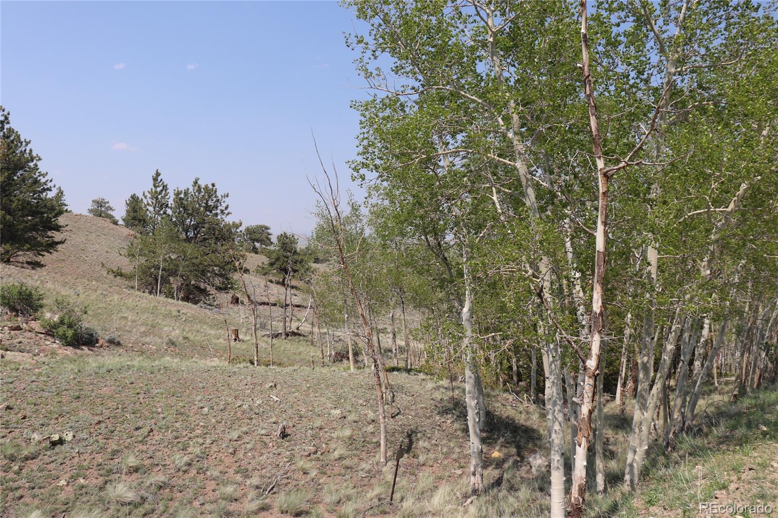 687 Corral Road Hartsel, CO 80449 - Photo 9 of 22 a view of a dry yard with trees and bushes