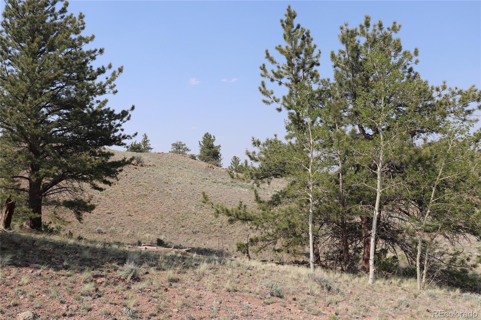 687 Corral Road Hartsel, CO 80449 - Photo 10 of 22 a view of a dry yard with lots of trees