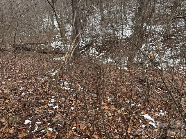 a view of a tree in a yard