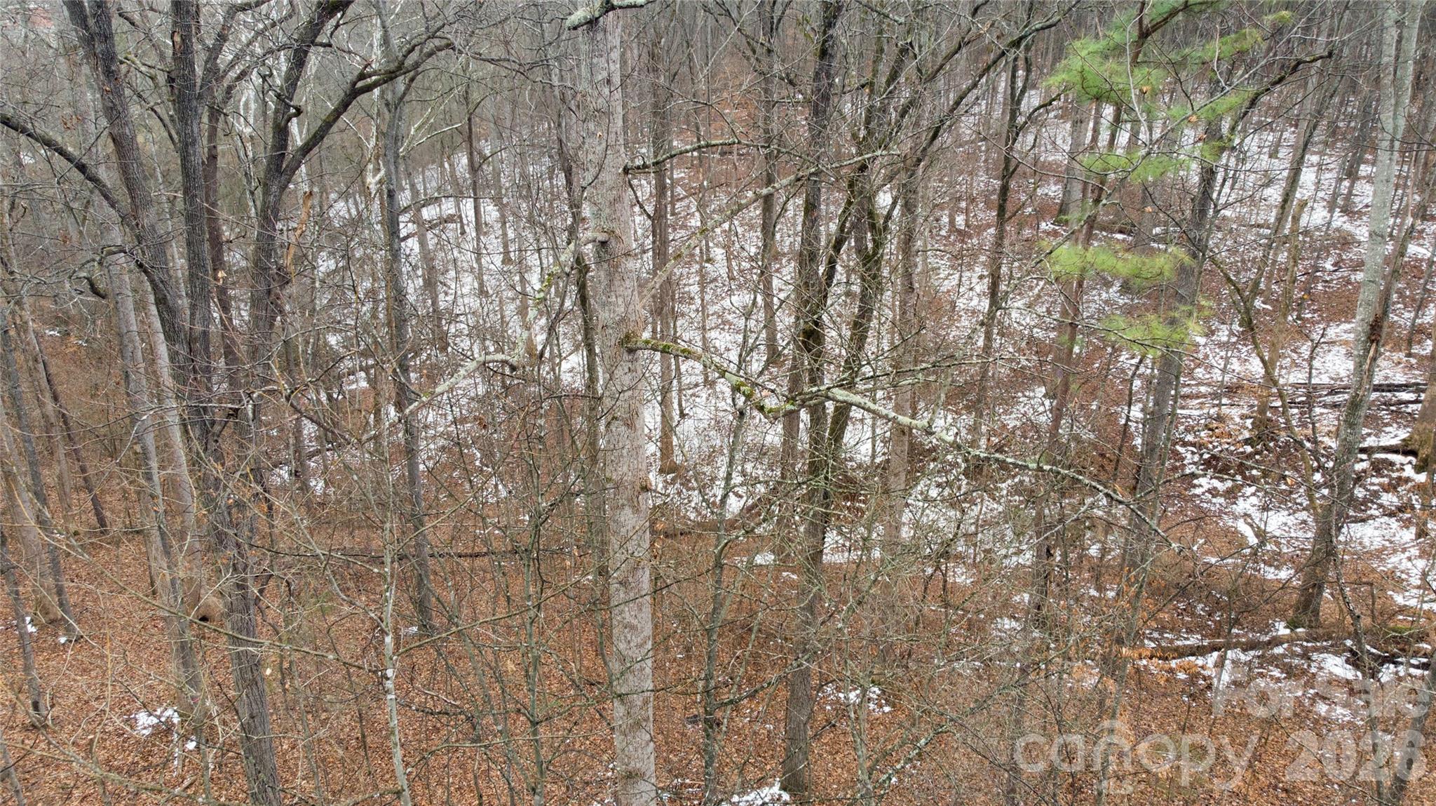 167 Rolling Road Lincolnton, NC 28092 - Photo 27 of 33 a picture of tree