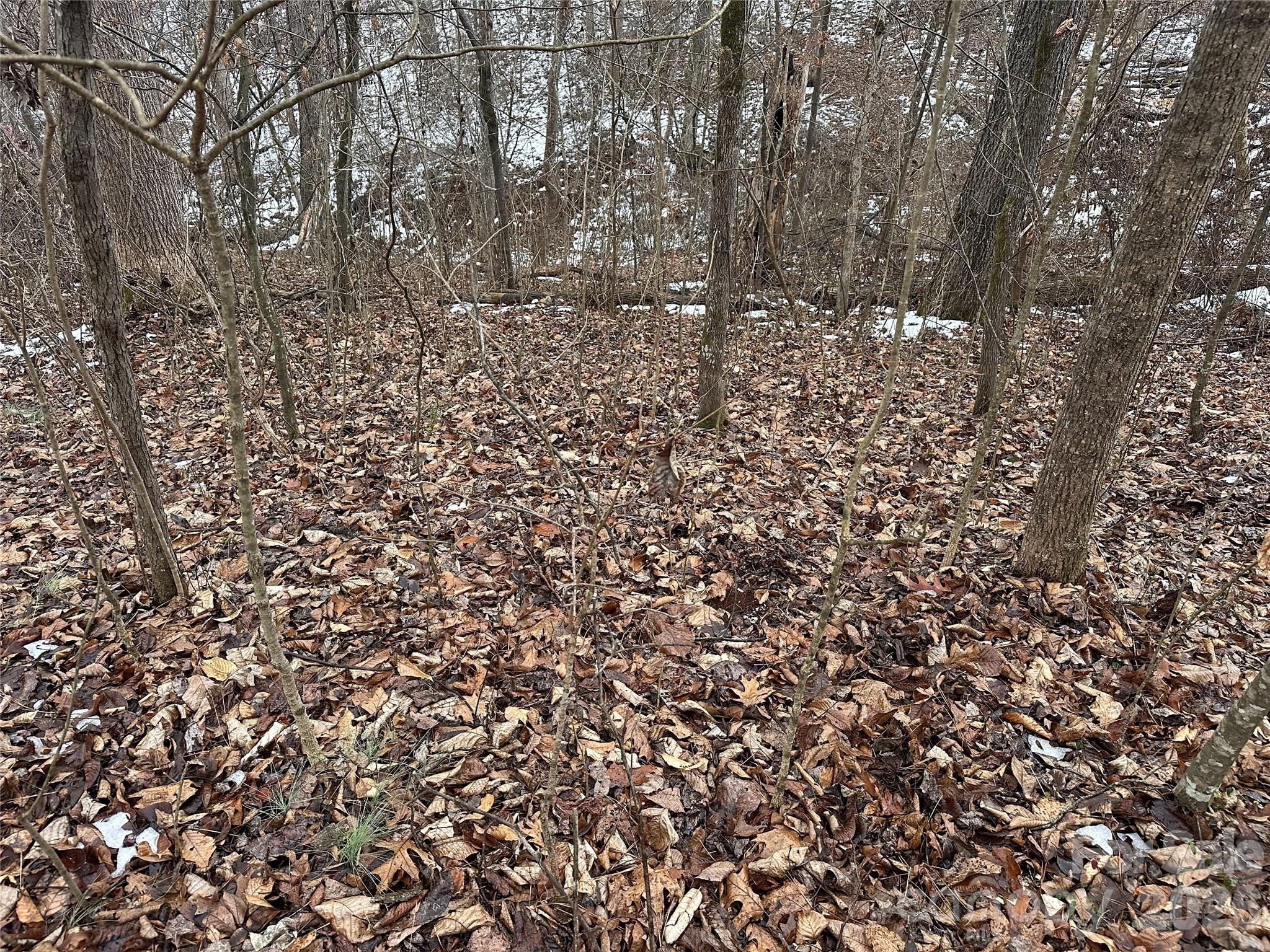 167 Rolling Road Lincolnton, NC 28092 - Photo 9 of 33 a view of covered with green space
