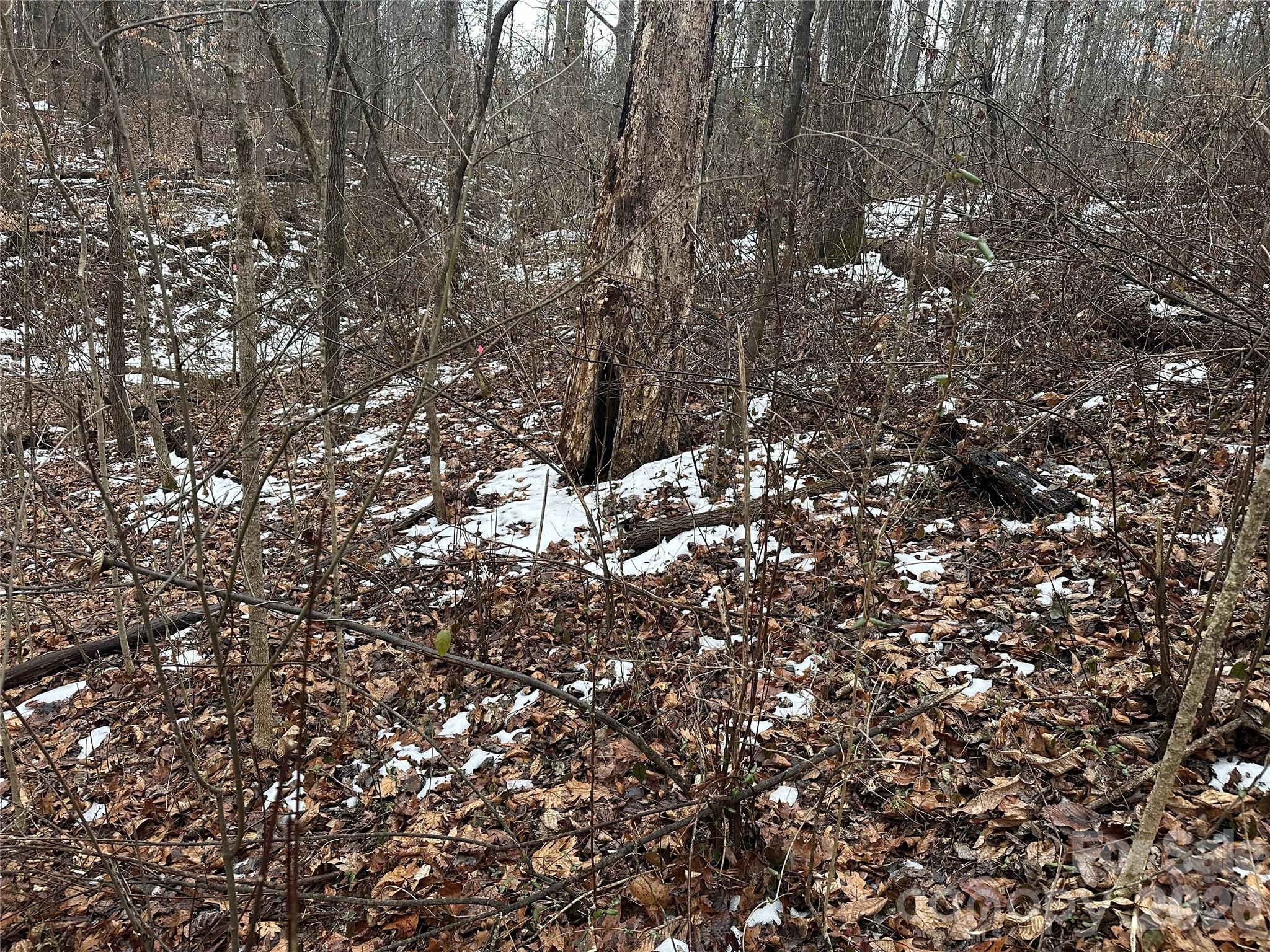 167 Rolling Road Lincolnton, NC 28092 - Photo 10 of 33 a view of a tree