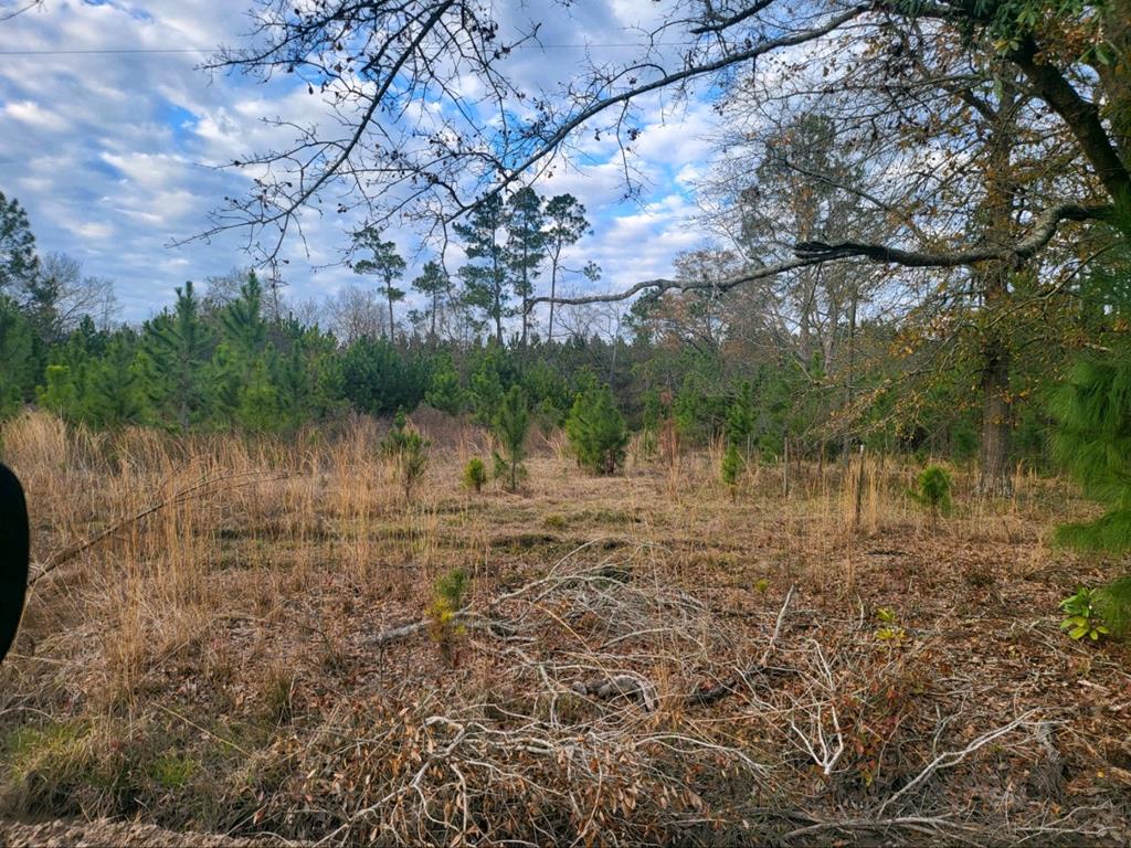 Tbd Bertha Robertson Road Nashville, GA 31639 - Photo 1 of 2 Gallery Image 1