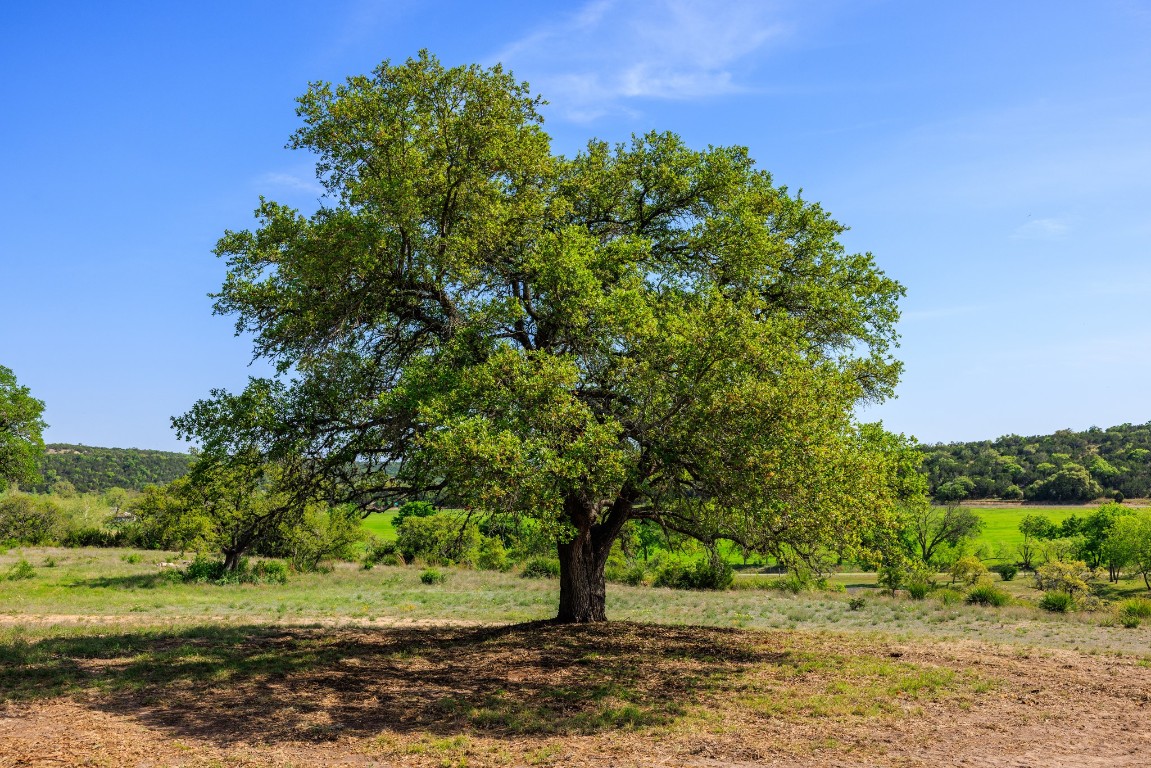 Lot 2 Byrd Ranch Road Johnson City, TX 78636 - Photo 31 of 40 a view of a yard with a tree
