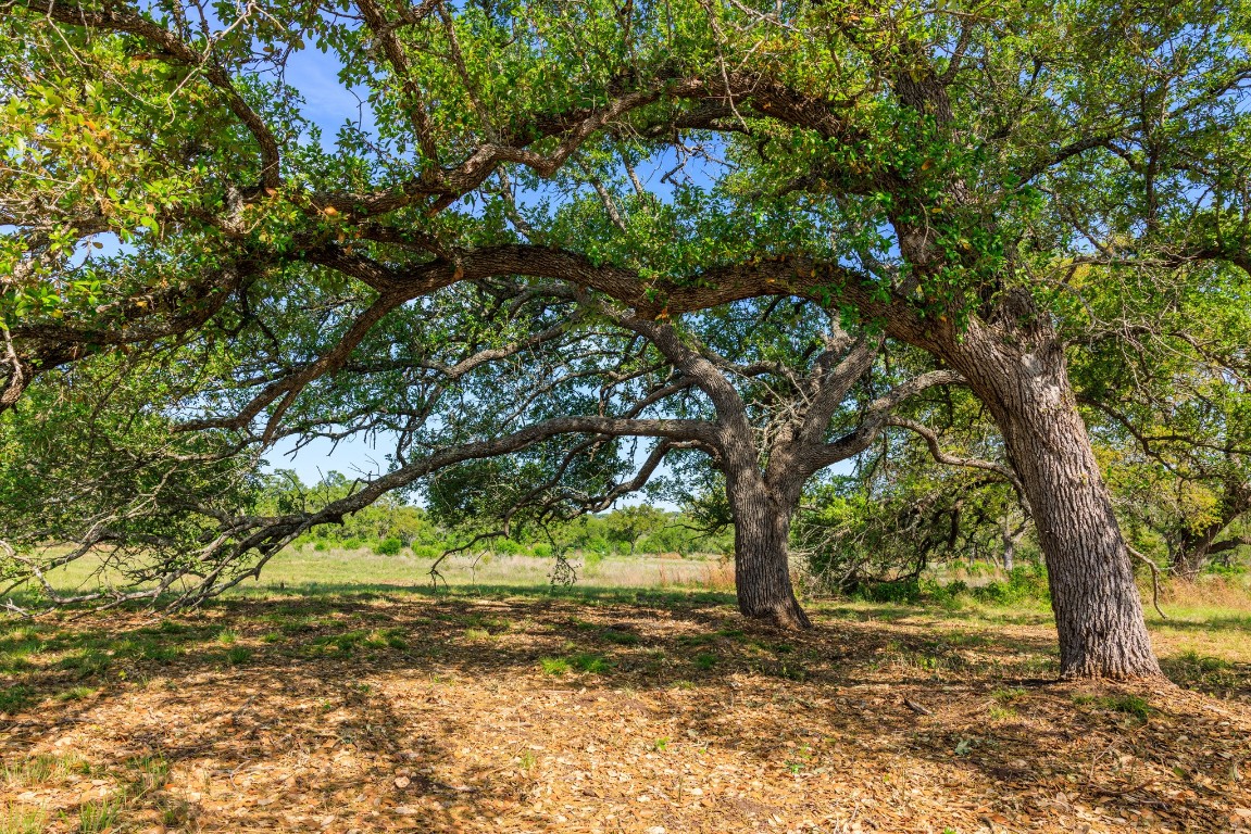 Lot 2 Byrd Ranch Road Johnson City, TX 78636 - Photo 32 of 40 a view of a yard with a tree