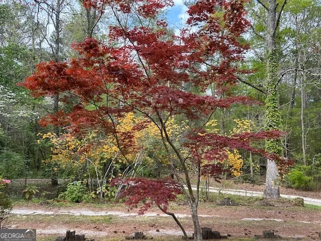 a view of a yard with trees