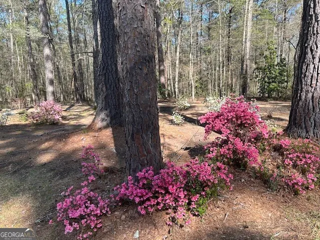 a view of a garden with flowers