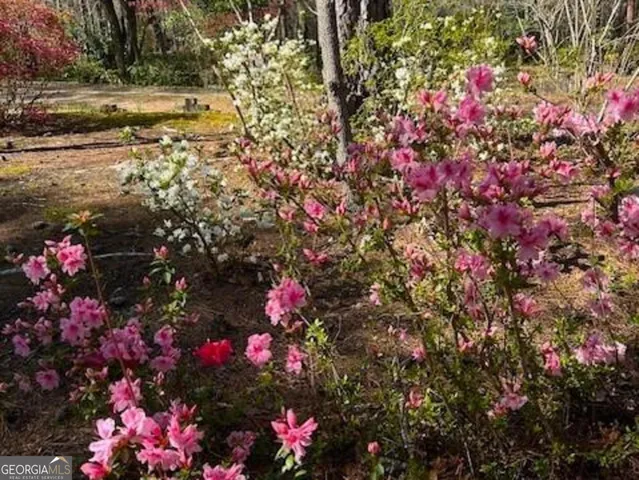 a view of a forest filled with trees