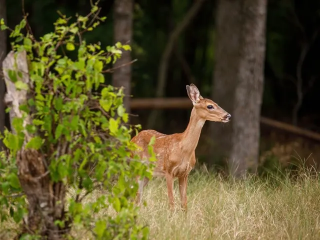 $799,999 | 7522 Saddle Blanket Drive, Waller, TX 77484