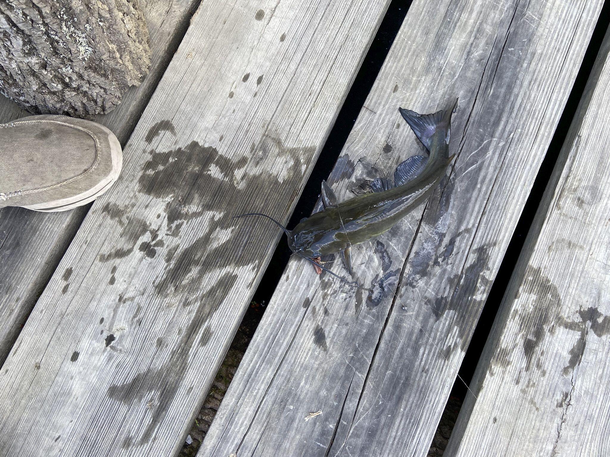 3425 Fitchburg Road Ravenna, KY 40472 - Photo 64 of 76 Fitchburg 2nd fish