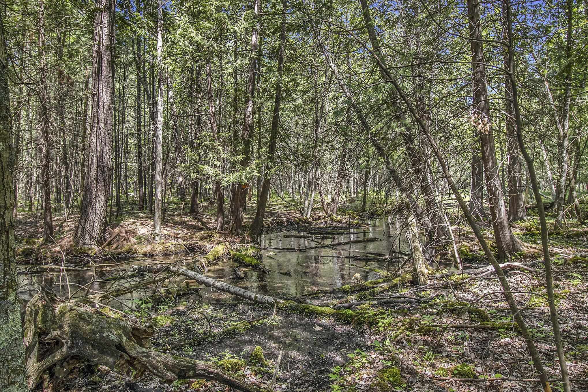 6770 West 5 Mile Road Irons, MI 49644 - Photo 9 of 18 Gallery Image 9
