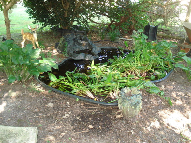 7573 Heritage Road Spring Hope, NC 27882 - Photo 5 of 21 Goldfish pond in backyard.