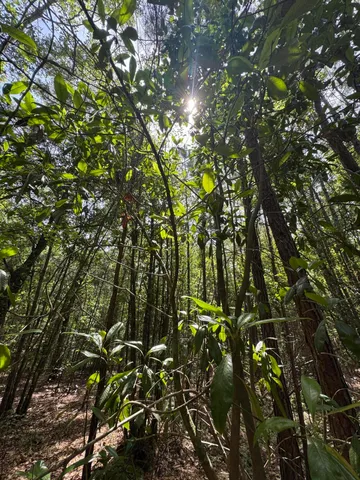 $70,000 | 0 Cottonwood Lane, Walterboro, SC 29488