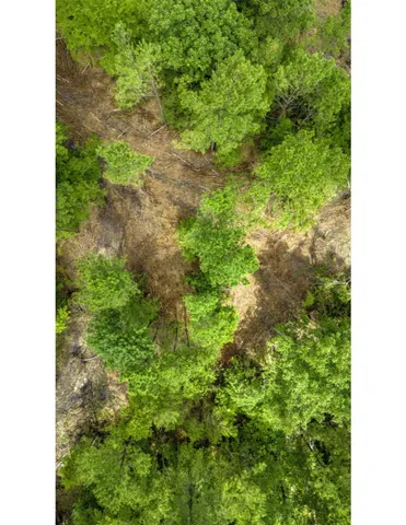 a view of a plant in a garden