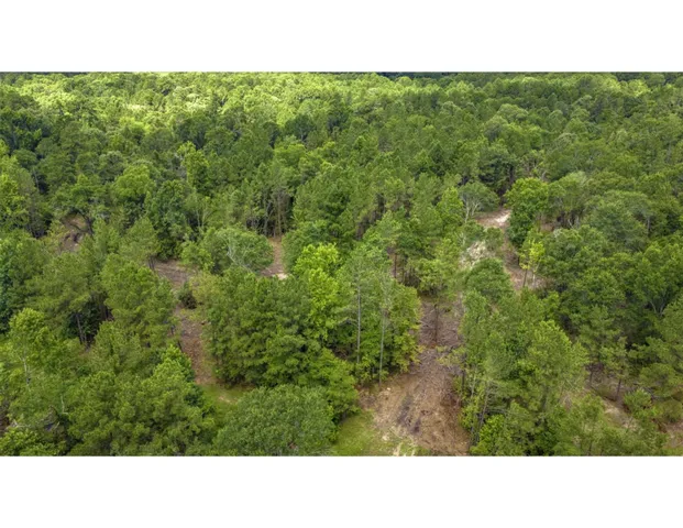 a black and white photo of a forest