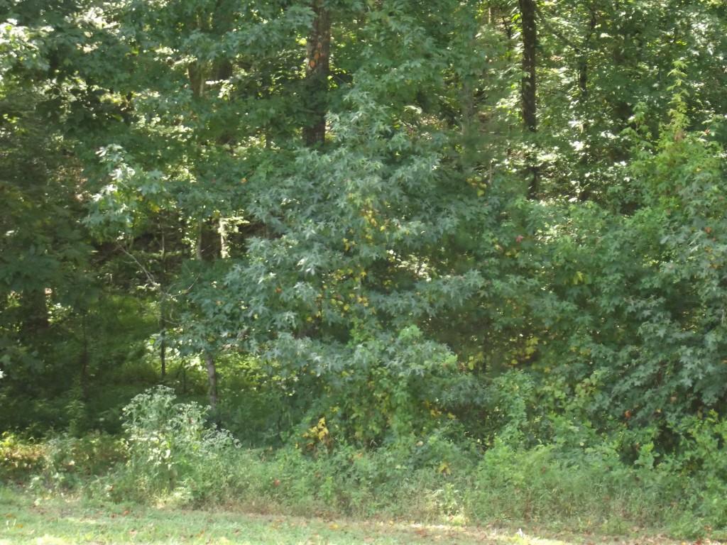 Randall Fugate Rd Spring Spring City, TN 37381 - Photo 28 of 31 DSCF1983 (Medium)
