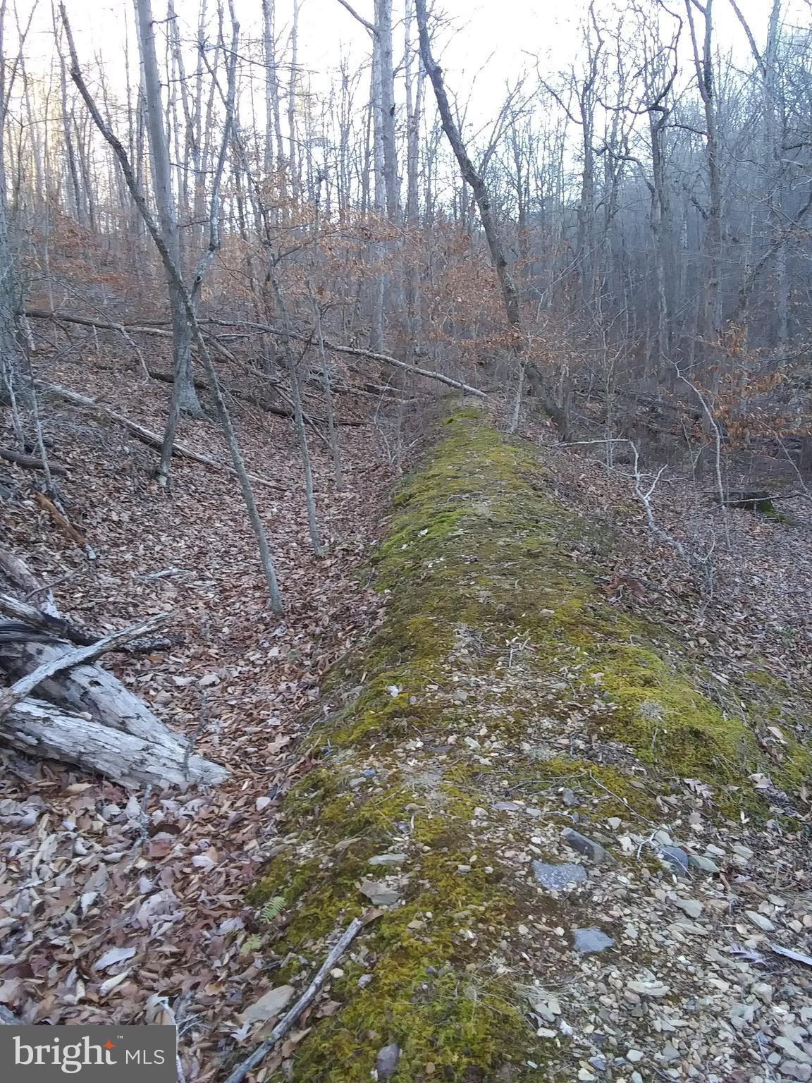 a view of a forest with trees in the background
