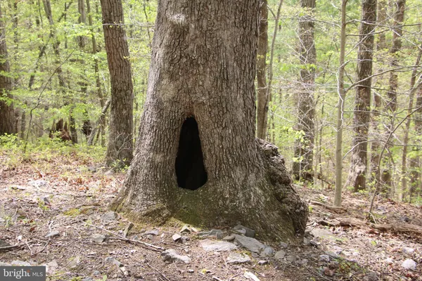 $60,000 | Drummer Hill Road, Front Royal, VA 22630