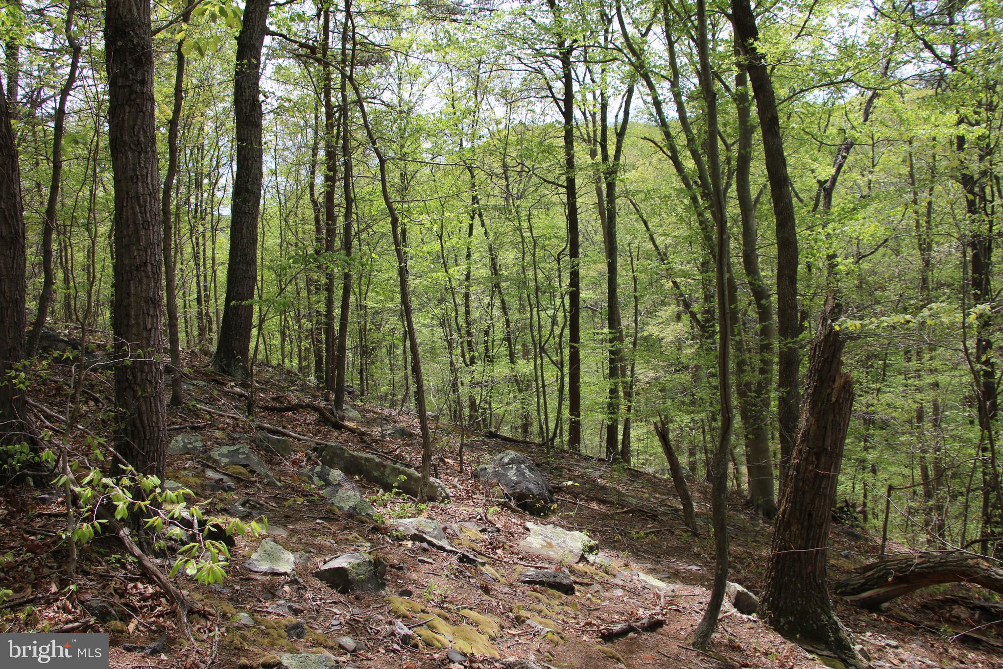Drummer Hill Road Front Royal, VA 22630 - Photo 11 of 26 a view of forest