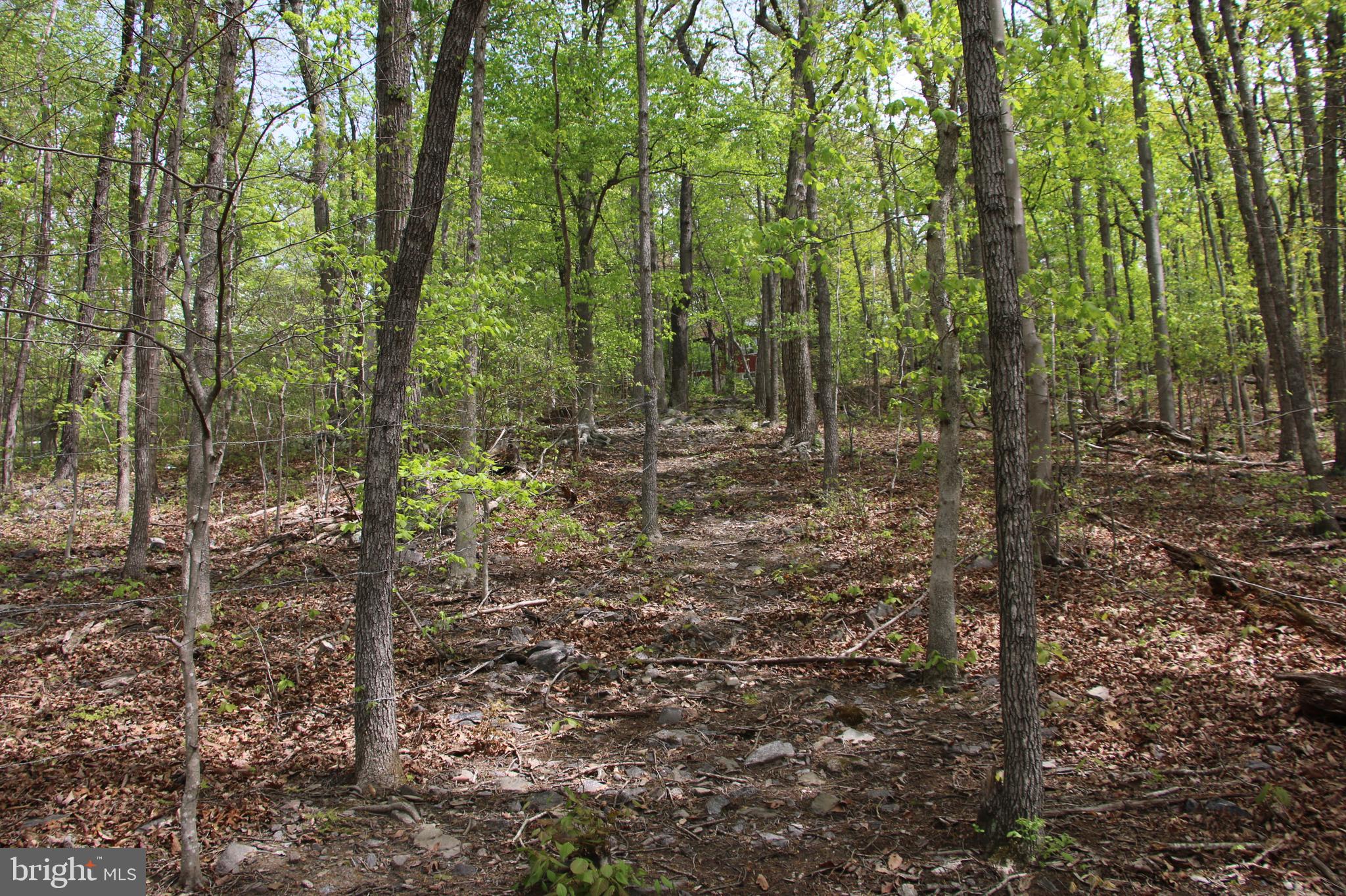 Drummer Hill Road Front Royal, VA 22630 - Photo 14 of 26 a view of a forest with trees