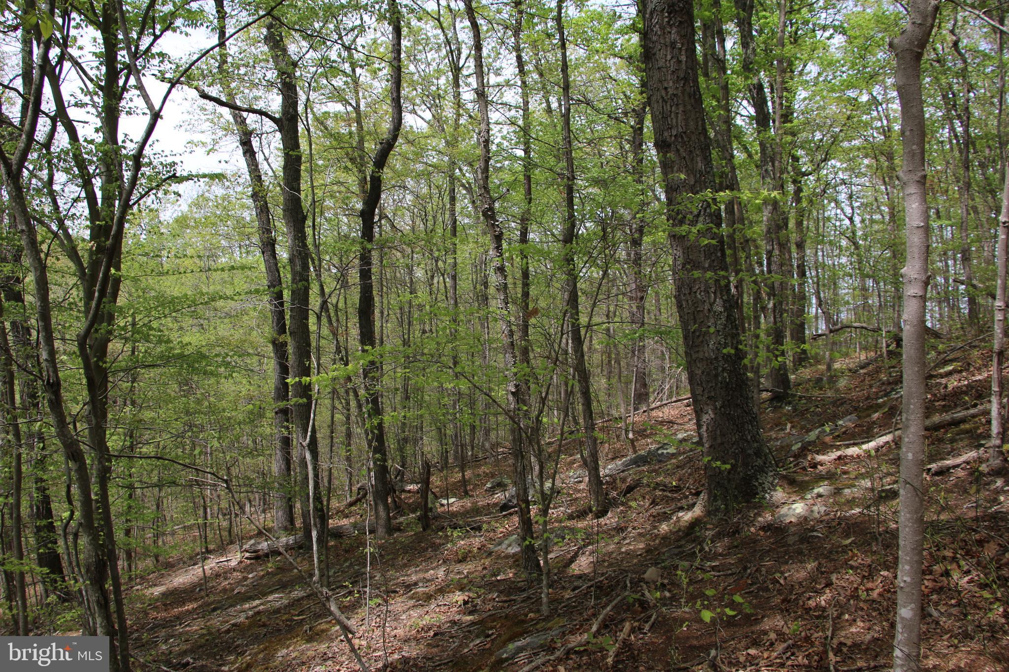 Drummer Hill Road Front Royal, VA 22630 - Photo 21 of 26 a view of a forest that has large trees