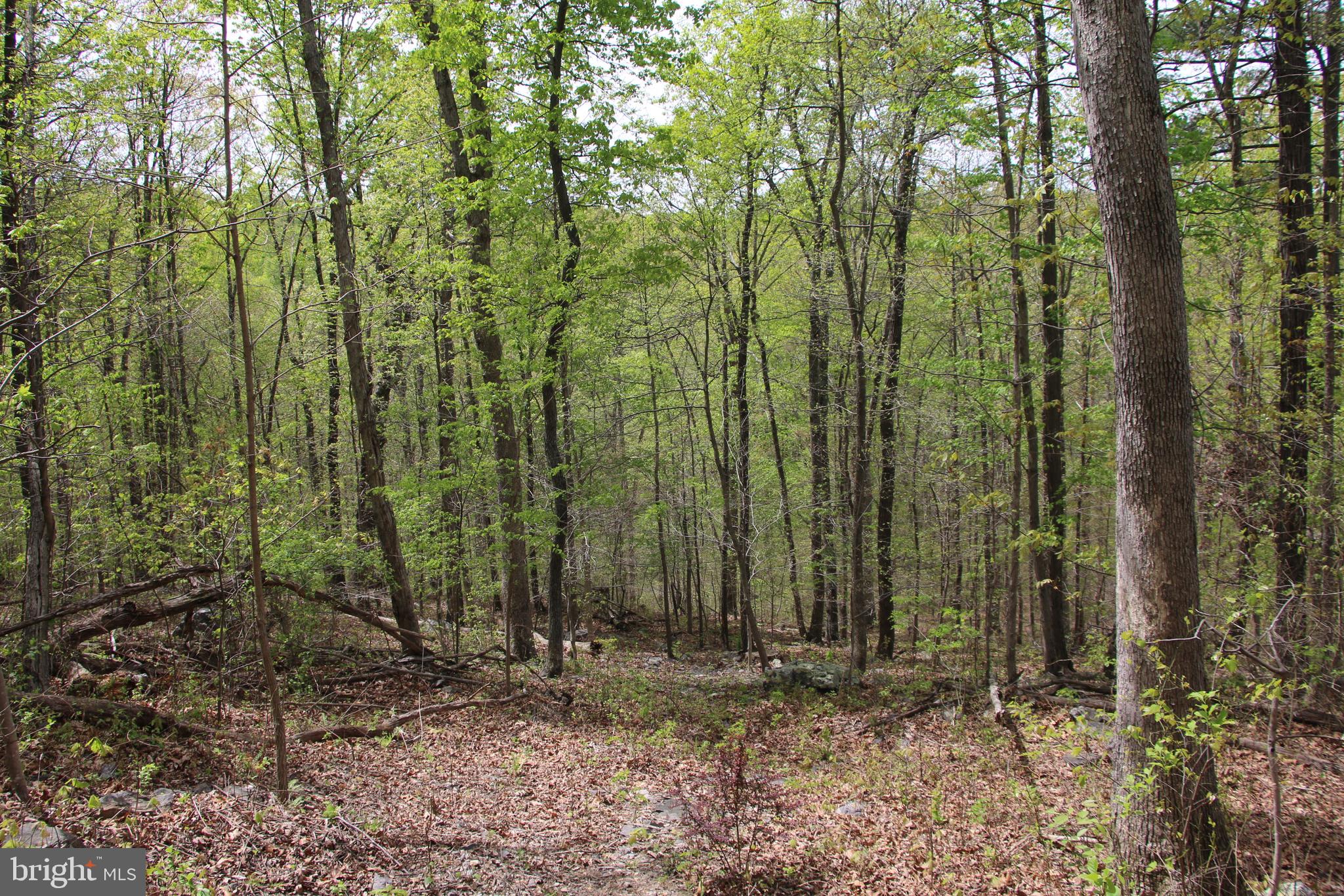 Drummer Hill Road Front Royal, VA 22630 - Photo 6 of 26 a view of outdoor space and green space