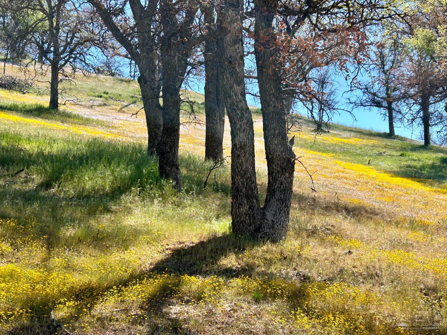 0 Piute Meadows Road Caliente, CA 93518 - Photo 11 of 18 Gallery Image 11