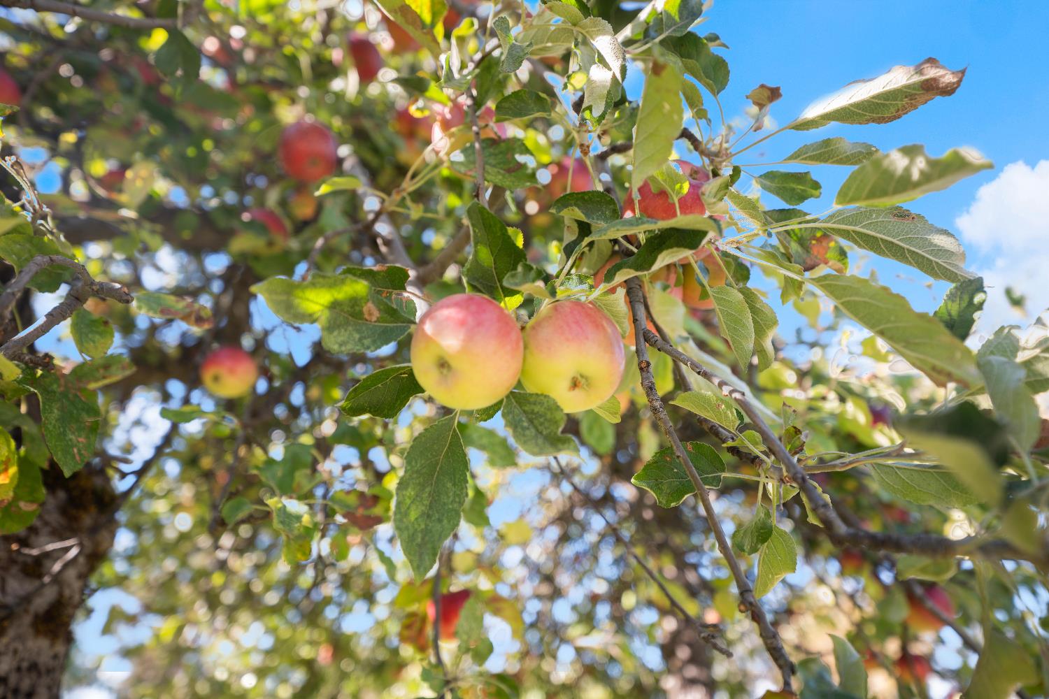 1251 Christian Valley Road Auburn, CA 95602 - Photo 48 of 54