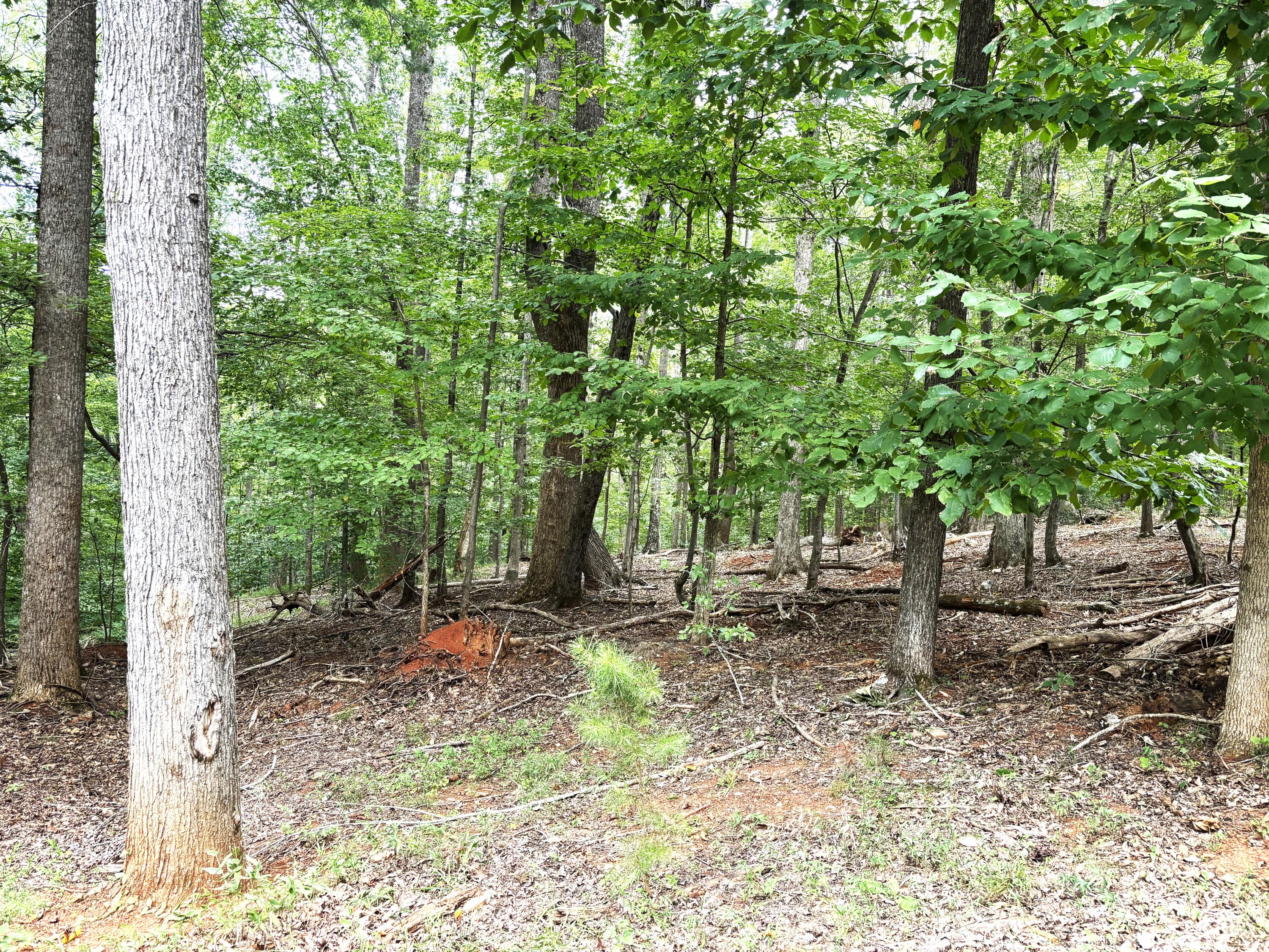 1010 Poplar Rdg Drive Pittsville, VA 24139 - Photo 37 of 61 a backyard of a house with lots of green space