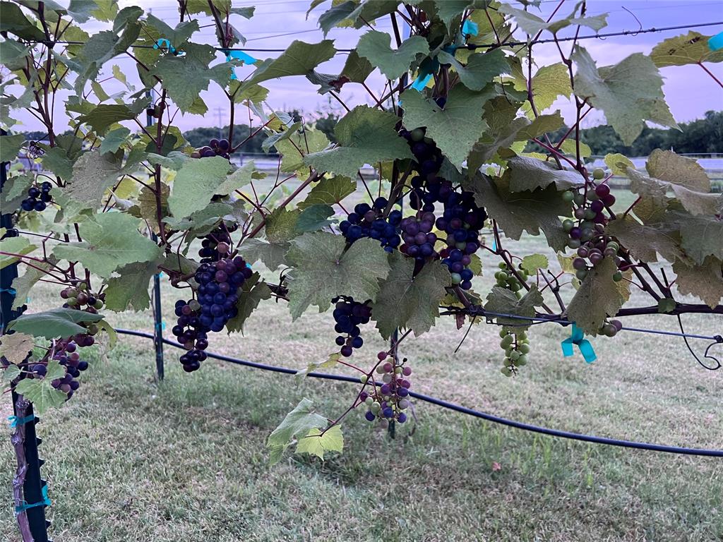 113 Heather Lane Decatur, TX 76234 - Photo 33 of 34 Grapes are ripening,