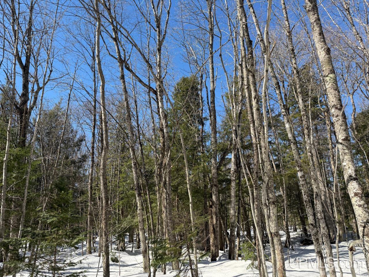 40-acres Dukes Road Skandia, MI 49885 - Photo 14 of 24