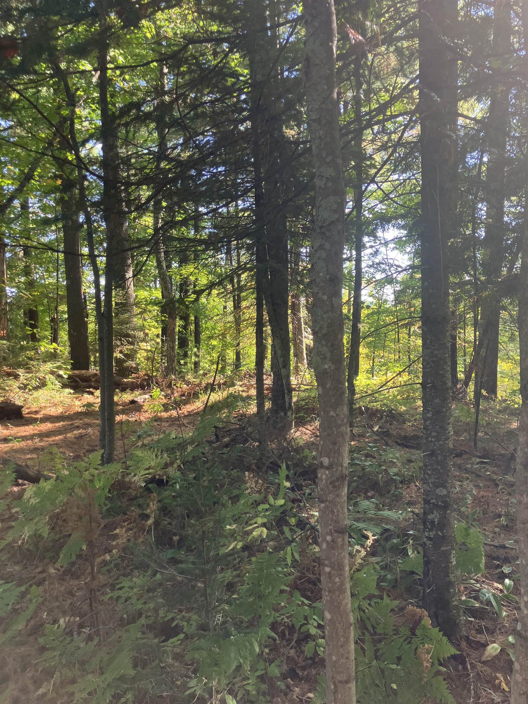 44890 Potato River Road Saxon, WI 54559 - Photo 11 of 16 View of woods