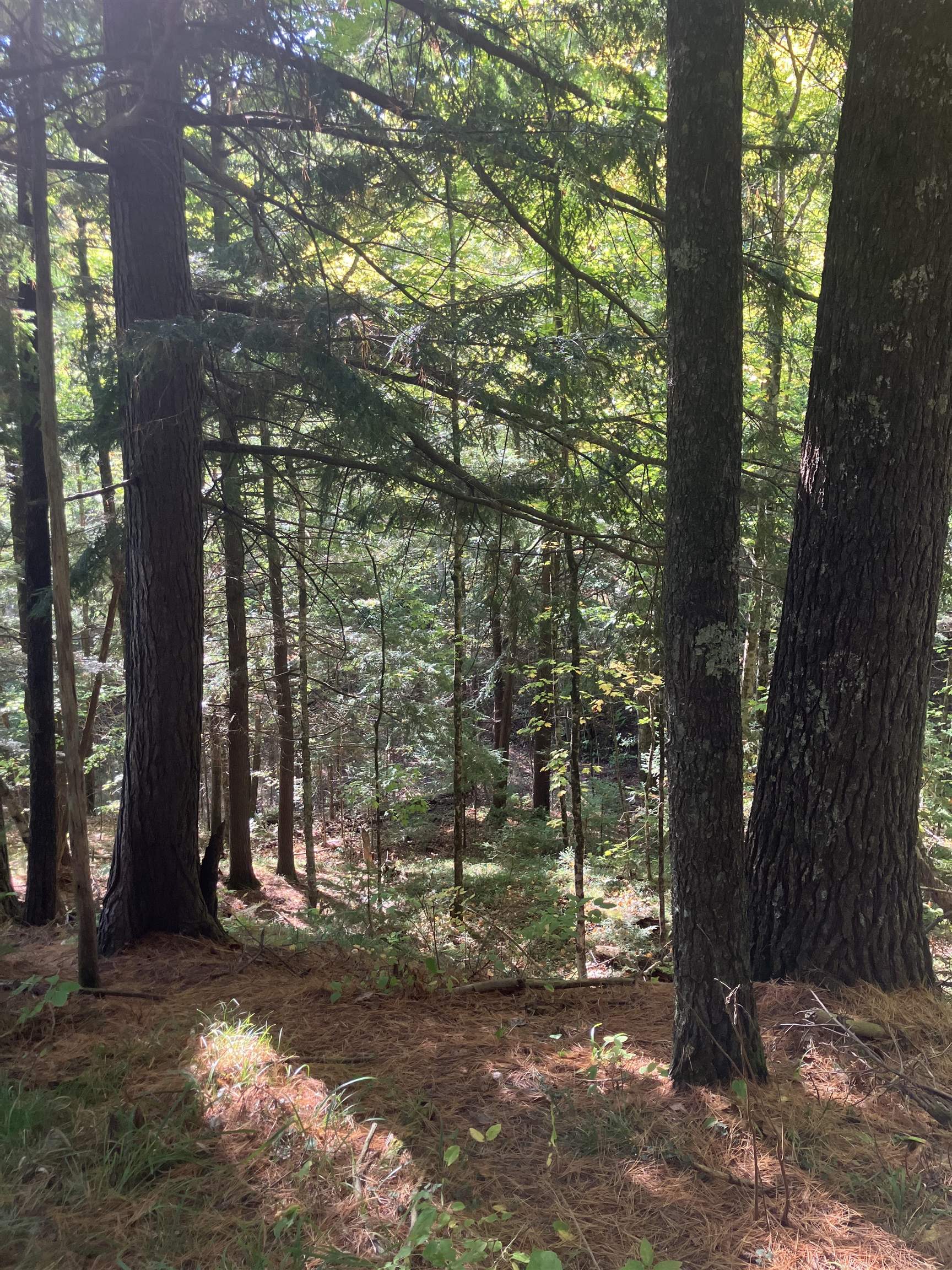44890 Potato River Road Saxon, WI 54559 - Photo 12 of 16 View of wooded area
