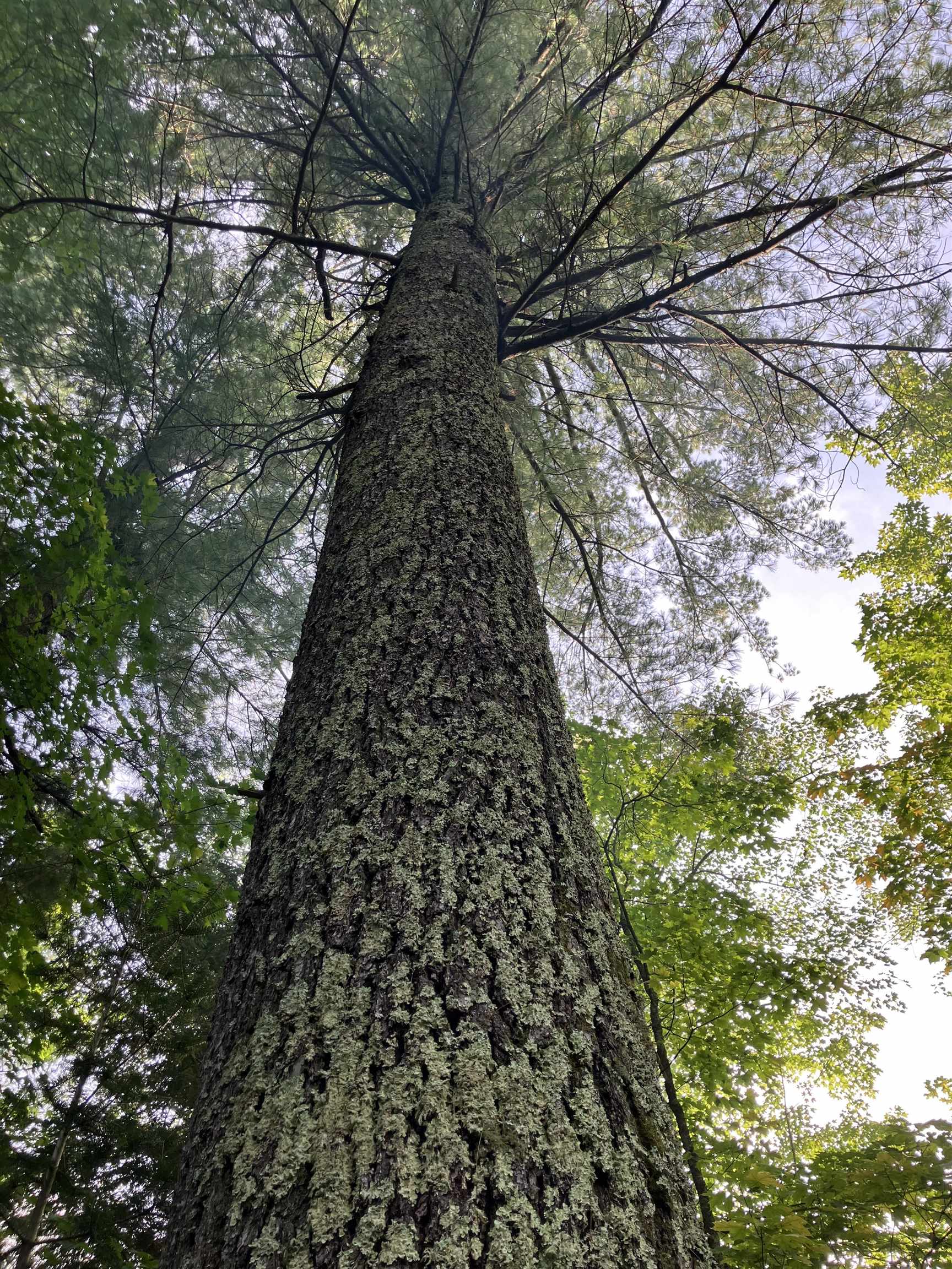 44890 Potato River Road Saxon, WI 54559 - Photo 4 of 16 View of local wilderness