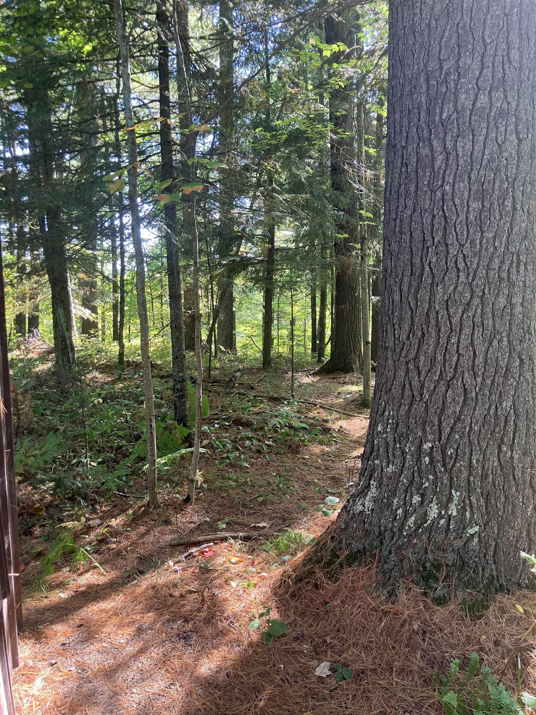 44890 Potato River Road Saxon, WI 54559 - Photo 7 of 16 View of undeveloped land