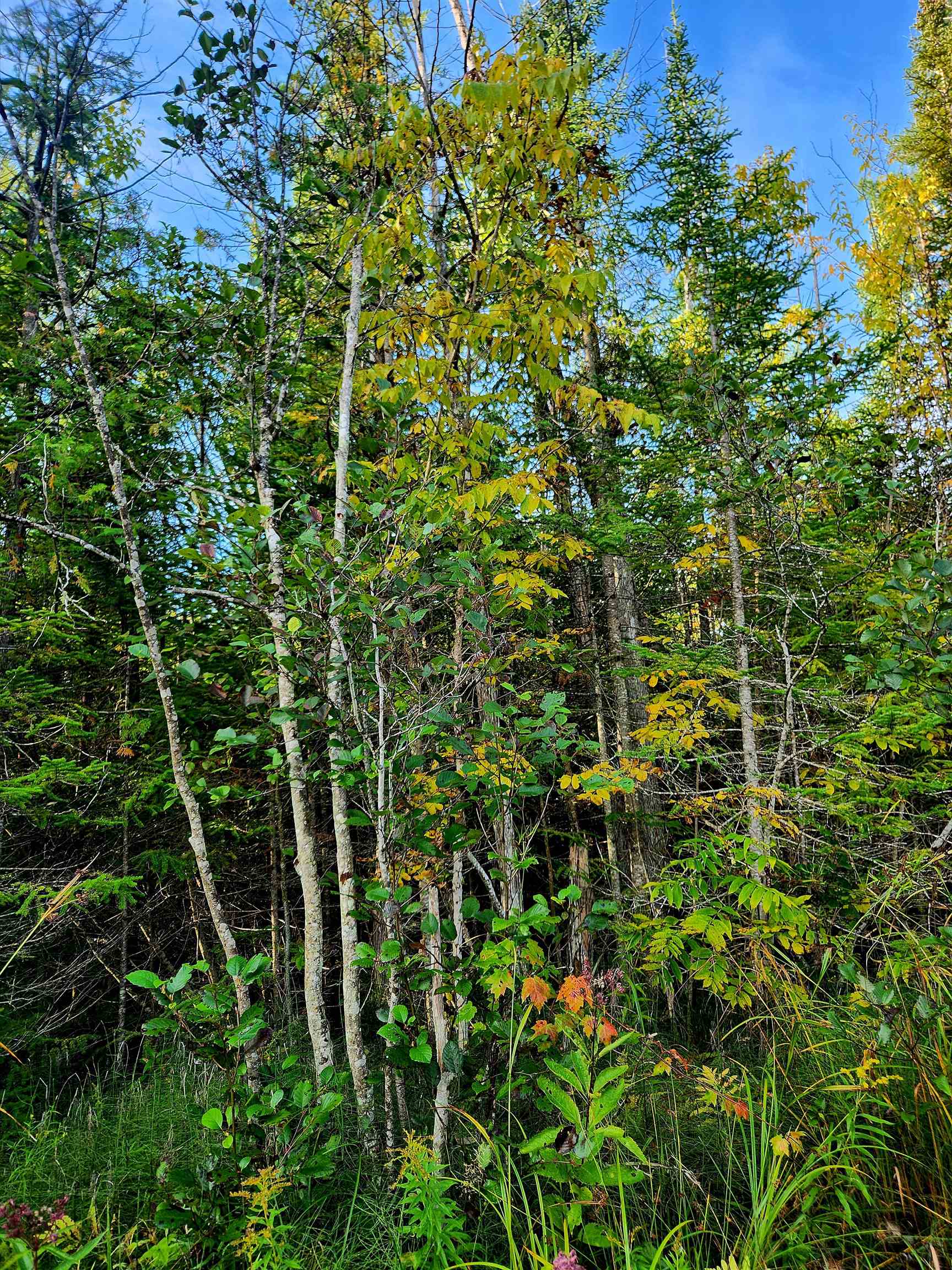 0 State Road Kalkaska, MI 49646 - Photo 2 of 42 Gallery Image 2