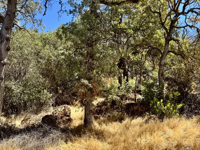 a view of backyard of a house