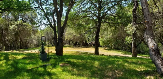 a view of a yard with plants and trees