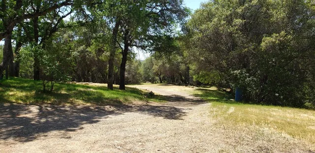 a view of a tree in a yard