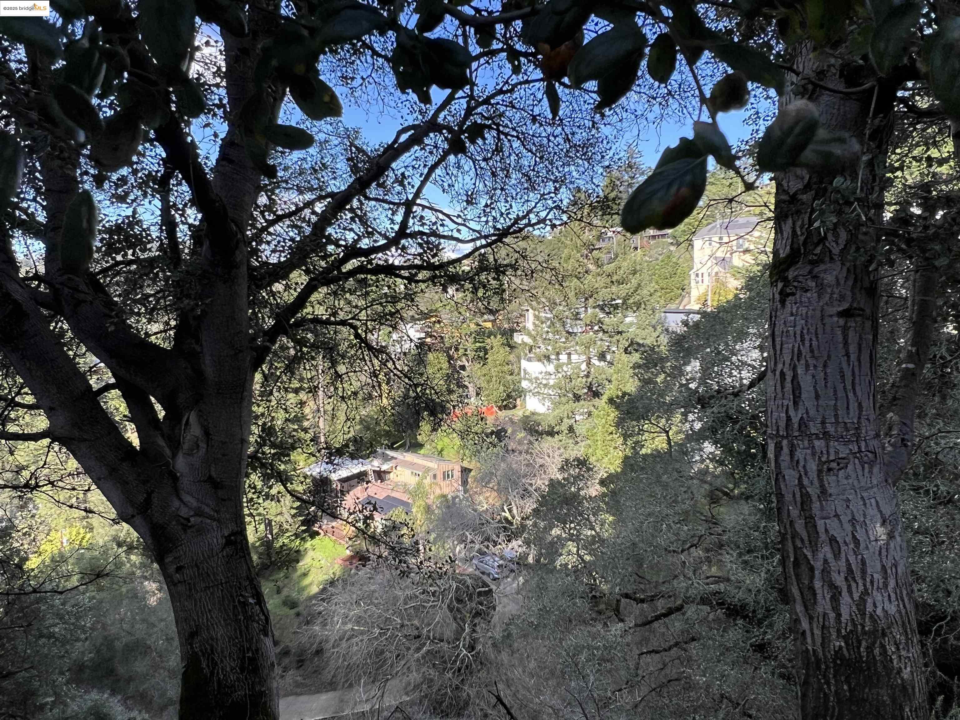 6589 Exeter Drive Oakland, CA 94611 - Photo 16 of 17 a picture of tree