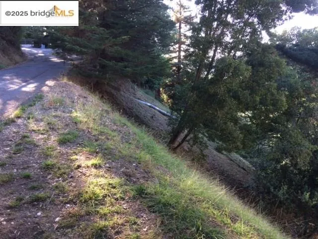 a view of a dry yard with lots of trees