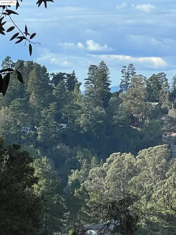 a view of a bunch of trees and bushes