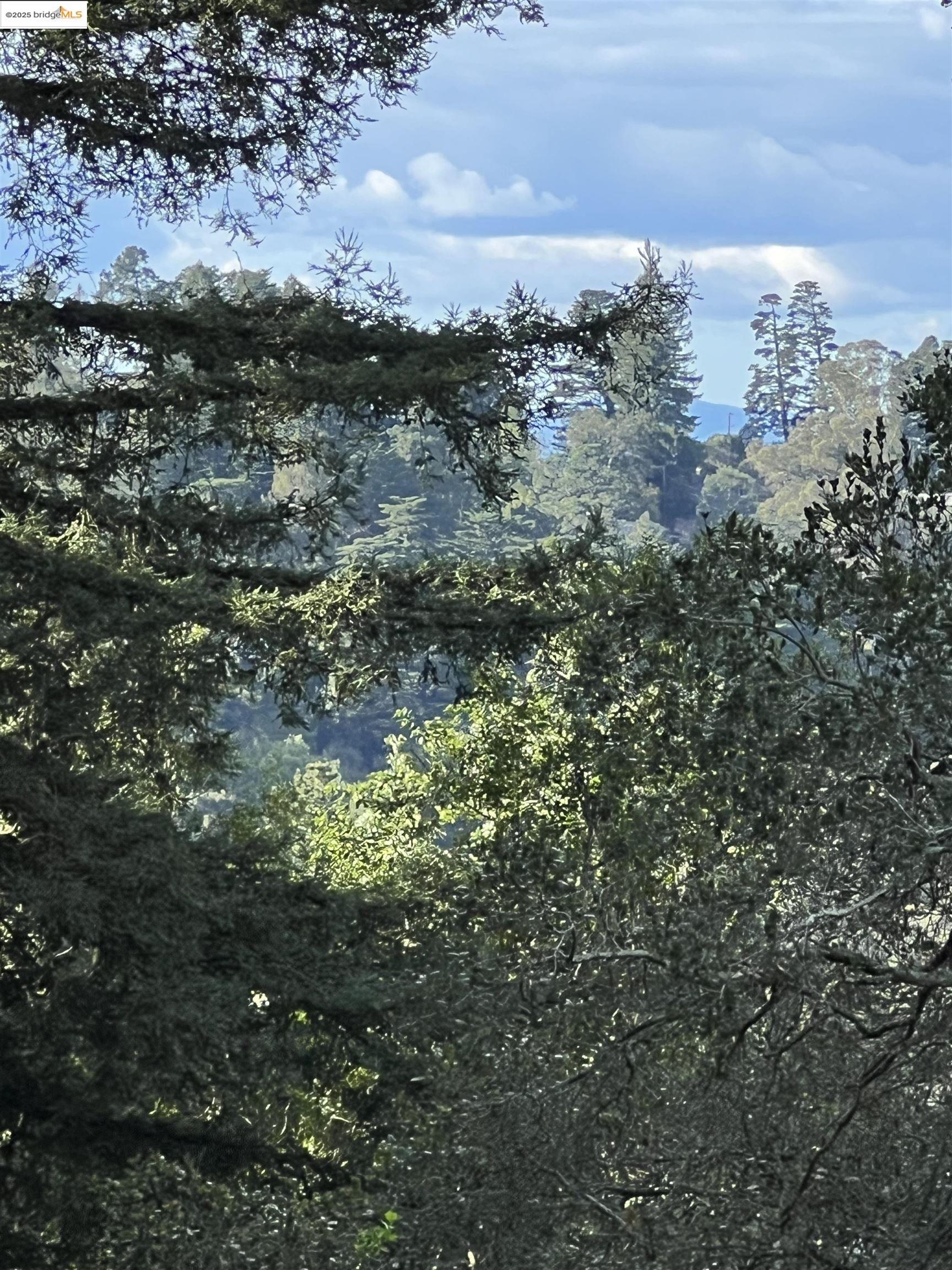 6589 Exeter Drive Oakland, CA 94611 - Photo 10 of 17 a view of a bunch of trees and bushes