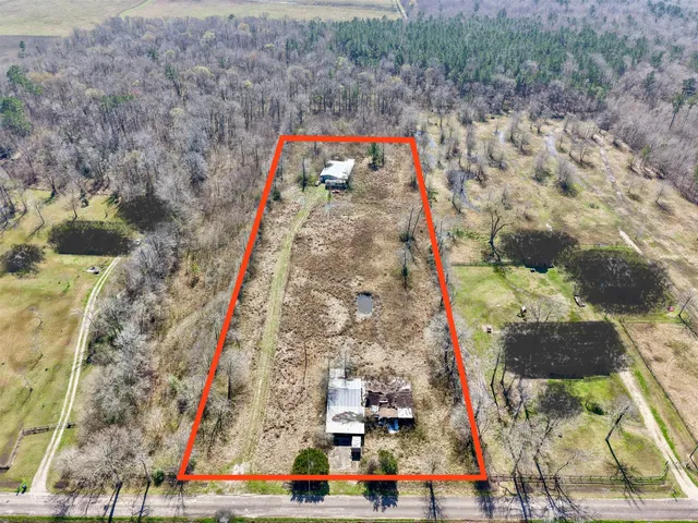 a view of tall trees