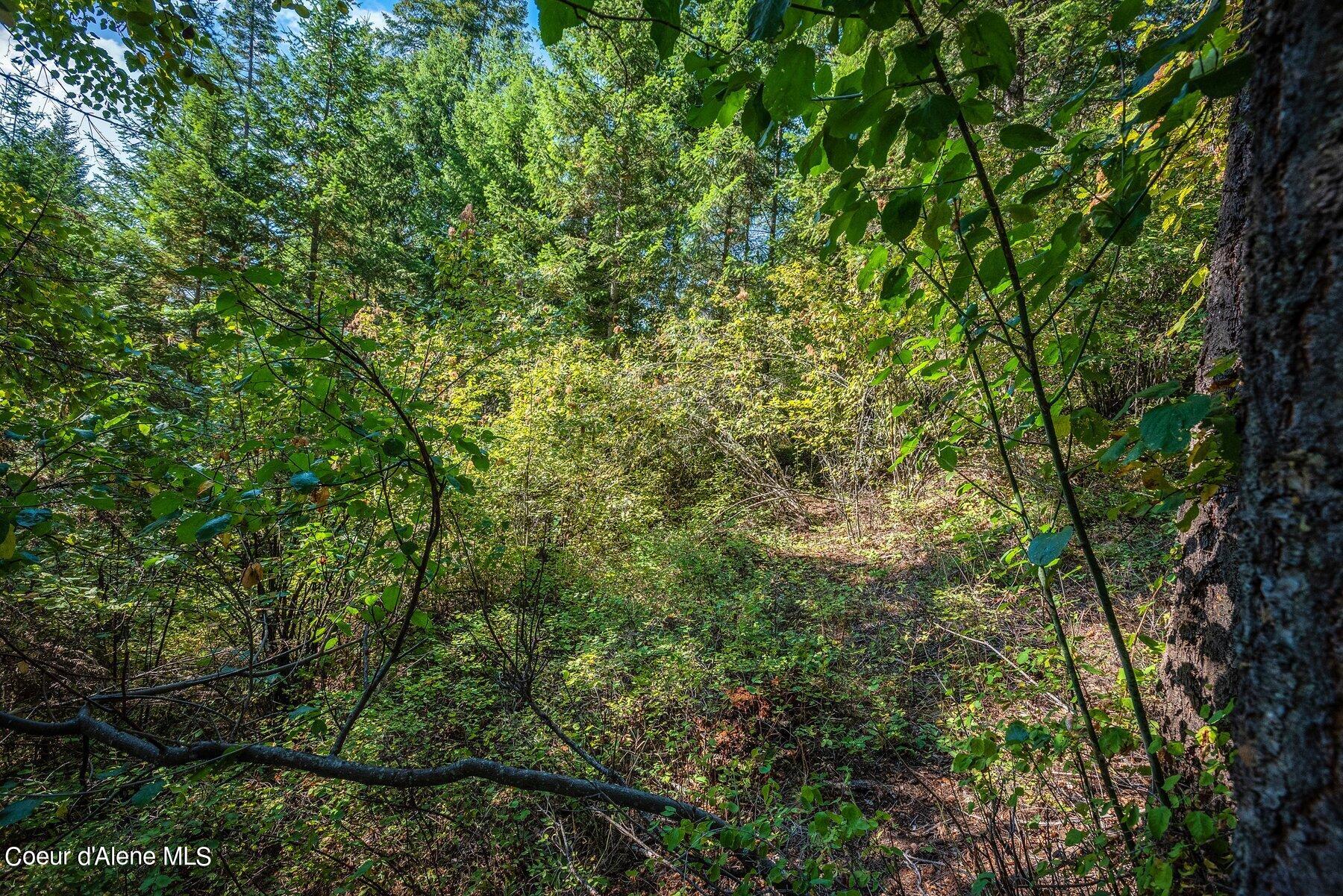 818 Silver Creek Road Clark Fork, ID 83811 - Photo 24 of 45 Dense Woods