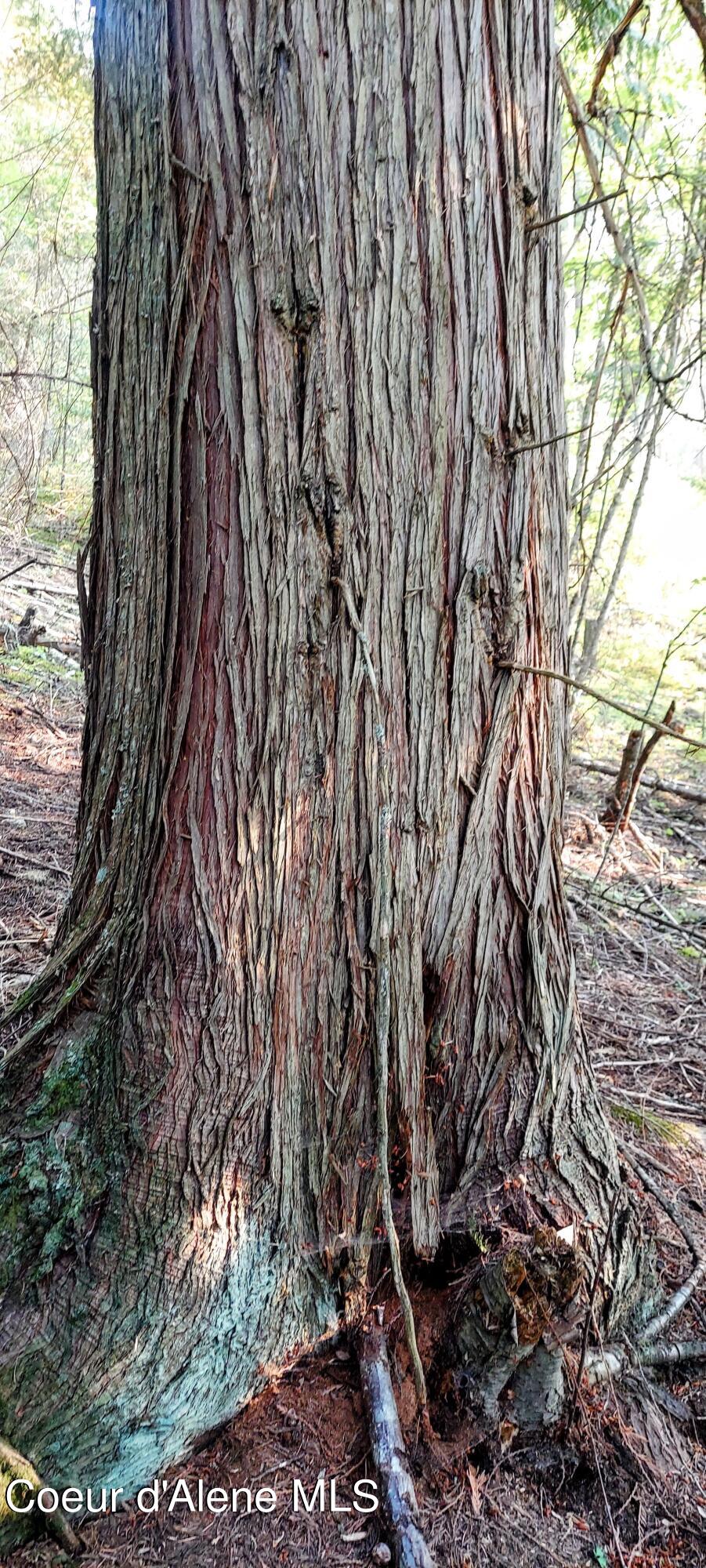 818 Silver Creek Road Clark Fork, ID 83811 - Photo 33 of 45 Cedar